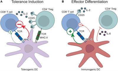 Revisiting T Cell Tolerance as a Checkpoint Target for Cancer Immunotherapy